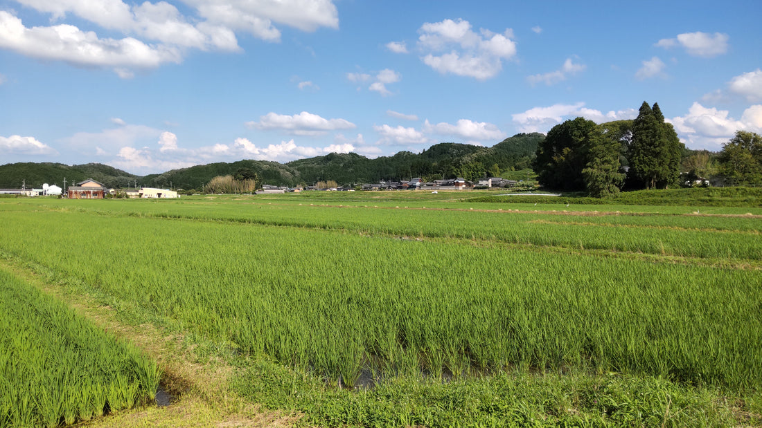 しろとみどり®の由来について