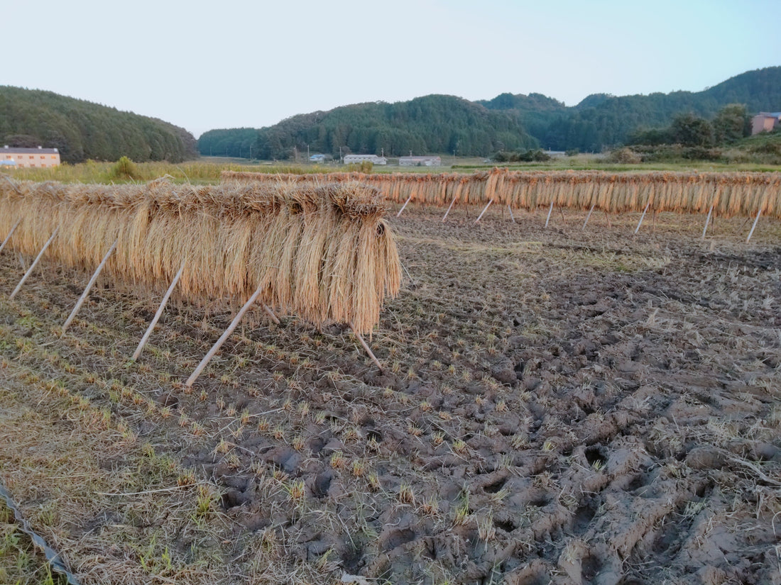天気との闘い！勝つのはどちらだ！？