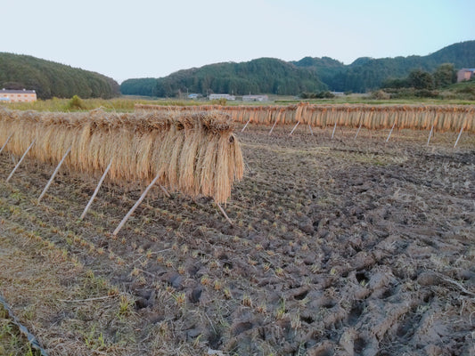 天気との闘い！勝つのはどちらだ！？