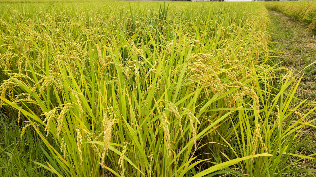 減農薬と除草剤使わない稲作で後は自然に任せる！