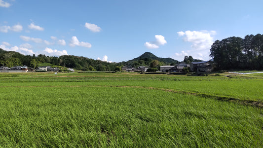 新着！しろとみどりについて語っています☆