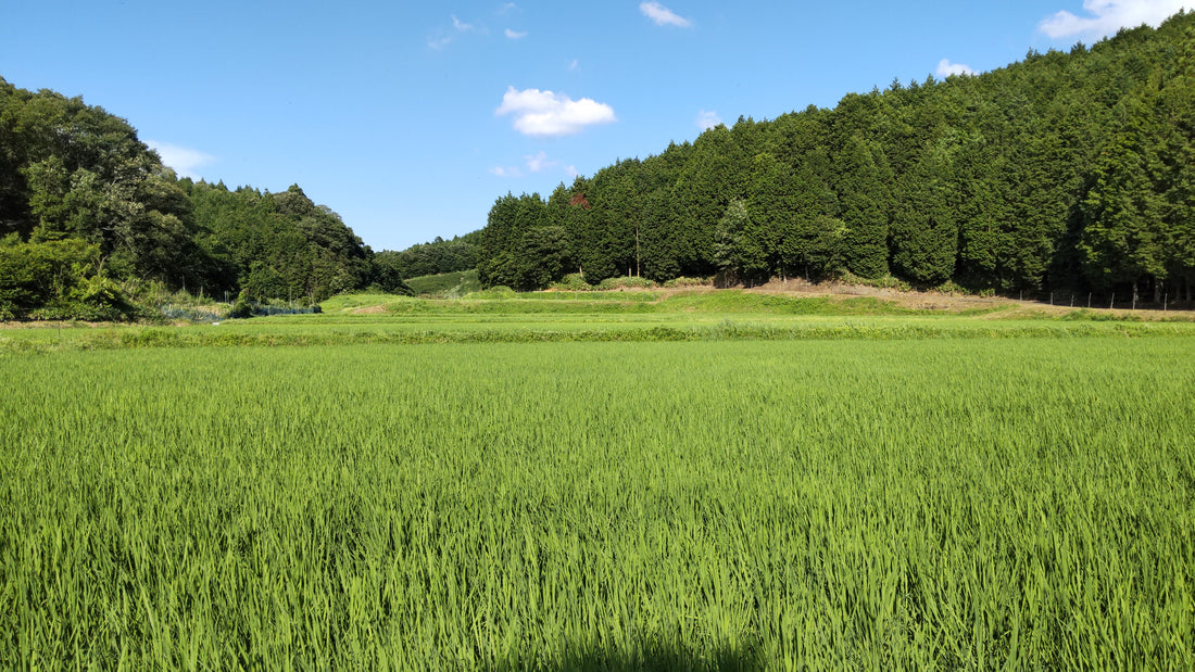 おいしいと言われる都祁のお米について