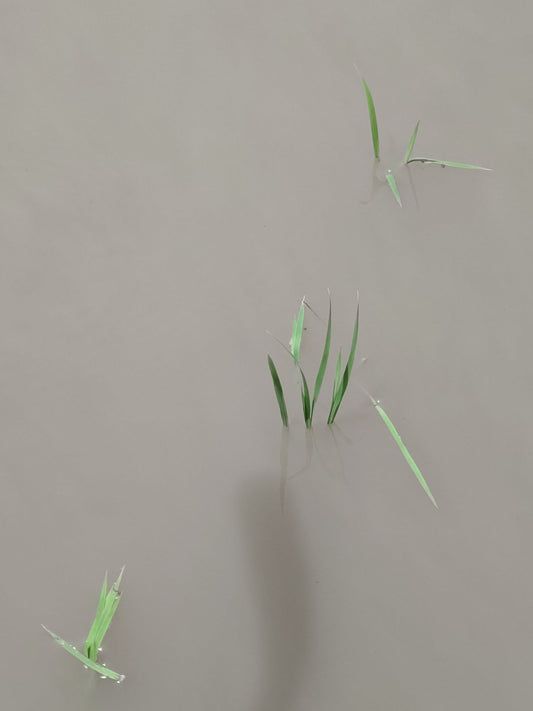 2025年田植えが終わりました